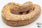 Python royal - Python regius Banana Mojave