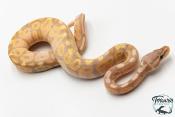 Python royal - Python regius Banana Pastel NCUE 2026