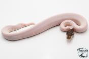 Python royal - Python regius Piebald Mojave Black Pastel