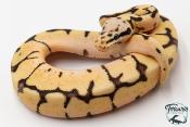 Python royal - Python regius Bumblebee Fire