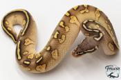 Python royal - Python regius Stranger Butter Pastel het Hypo