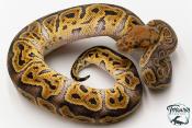 Python royal - Python regius Clown GHI