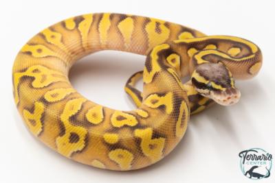 Python royal - Python Regius Enchi Pastave Yellow Belly