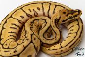 Python royal - Python regius Leopard Spider Spotnose