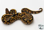 Python royal - Python regius Leopard Spotnose