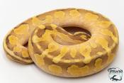 Python royal - Python regius Super Vanilla Lesser