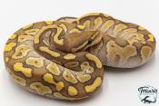Python royal - Python regius Butter Hypo