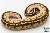 Python royal - Python regius Butter Pastel Yellow Belly