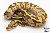 Python royal - Python regius Enchi Leopard Fire