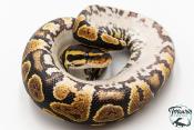Python royal - Python regius Gravel
