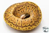 Python royal - Python regius Lemon Blast Yellow Belly