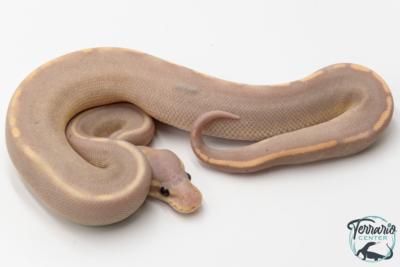 Python royal - Python regius Banana Black Pastel Mojave