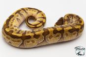 Python royal - Python regius Super Enchi Mojave
