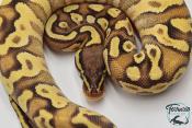 Python royal - Python Regius Pastave Enchi Yellow Belly