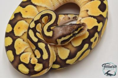 Python royal - Python regius Butter Pastel Yellow Belly