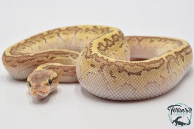 Python royal - Python regius Butter Pinstripe Special