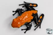 Adelphobates galactonotus - Dendrobate galactonotus - Grenouille poison Orange