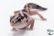 Hemitheconyx caudicinctus - Gecko à queue grasse - Femelle &#9792; A2
