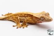 Correlophus ciliatus - Gecko à crête - NC 2025 -  45