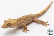 Correlophus ciliatus - Gecko à crête - NC 2025 -  46A