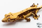 Correlophus ciliatus - Gecko à crête - NC 2025 -  47
