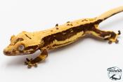 Correlophus ciliatus - Gecko à crête - NC 2025 -  47