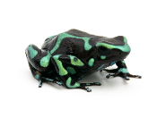 Dendrobates auratus - Dendrobate doré Colon