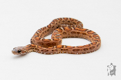 Serpent des blés - Pantherophis guttatus Scaleless