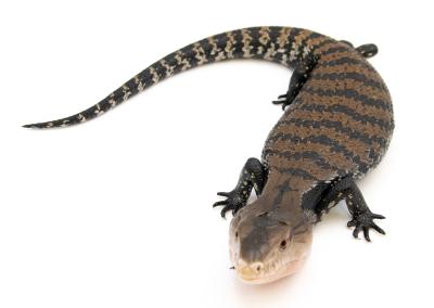 Tiliqua scincoides chimaerea - Scinque à langue bleue