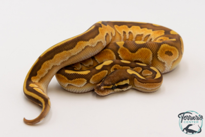 Python royal - Python regius Black Pastel Butter