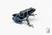 Dendrobates auratus - Dendrobate doré Super Blue