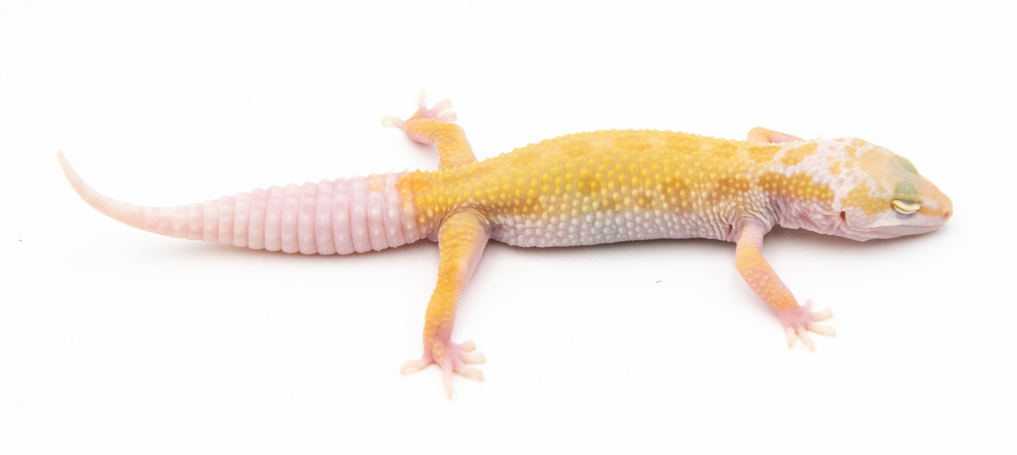 EM20 - Gecko Léopard - Eublepharis Macularius Tremper Murphy - non sexé - NC 2022