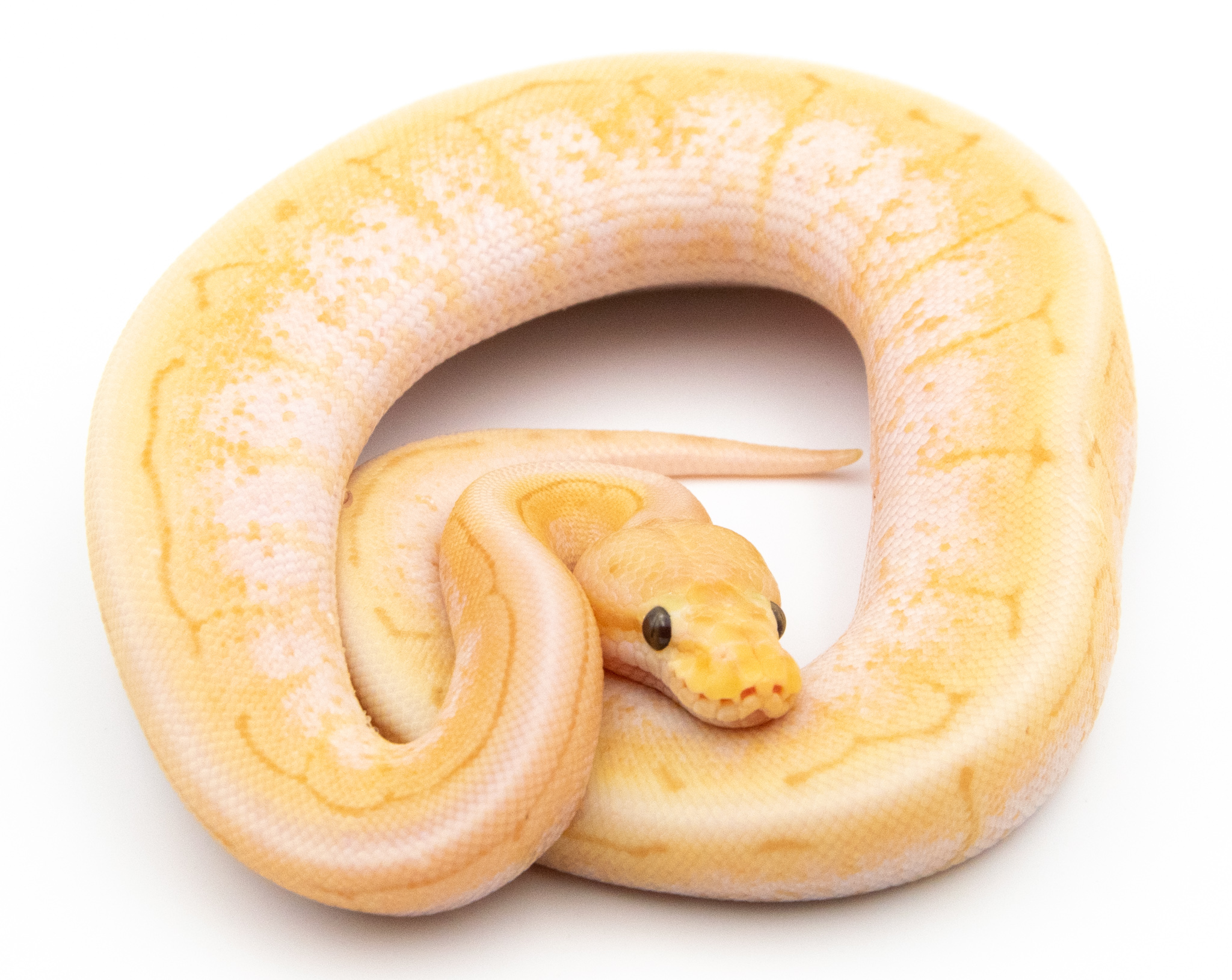 Python royal - Python regius Banana Spinner