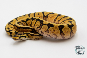 Python royal - Python regius Spider Phantom Yellow Belly