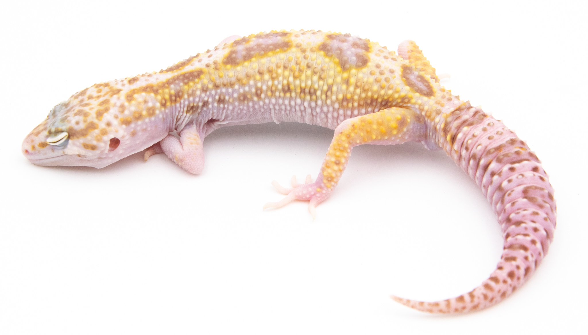 EJ131 - Gecko Léopard - Eublepharis Macularius Mack Snow Raptor het Ember - non sexé  - NC 2021