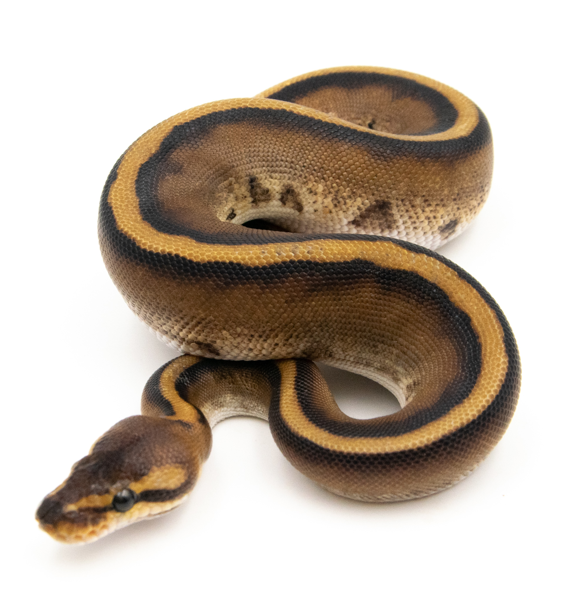 Python regius Genetic Stripe