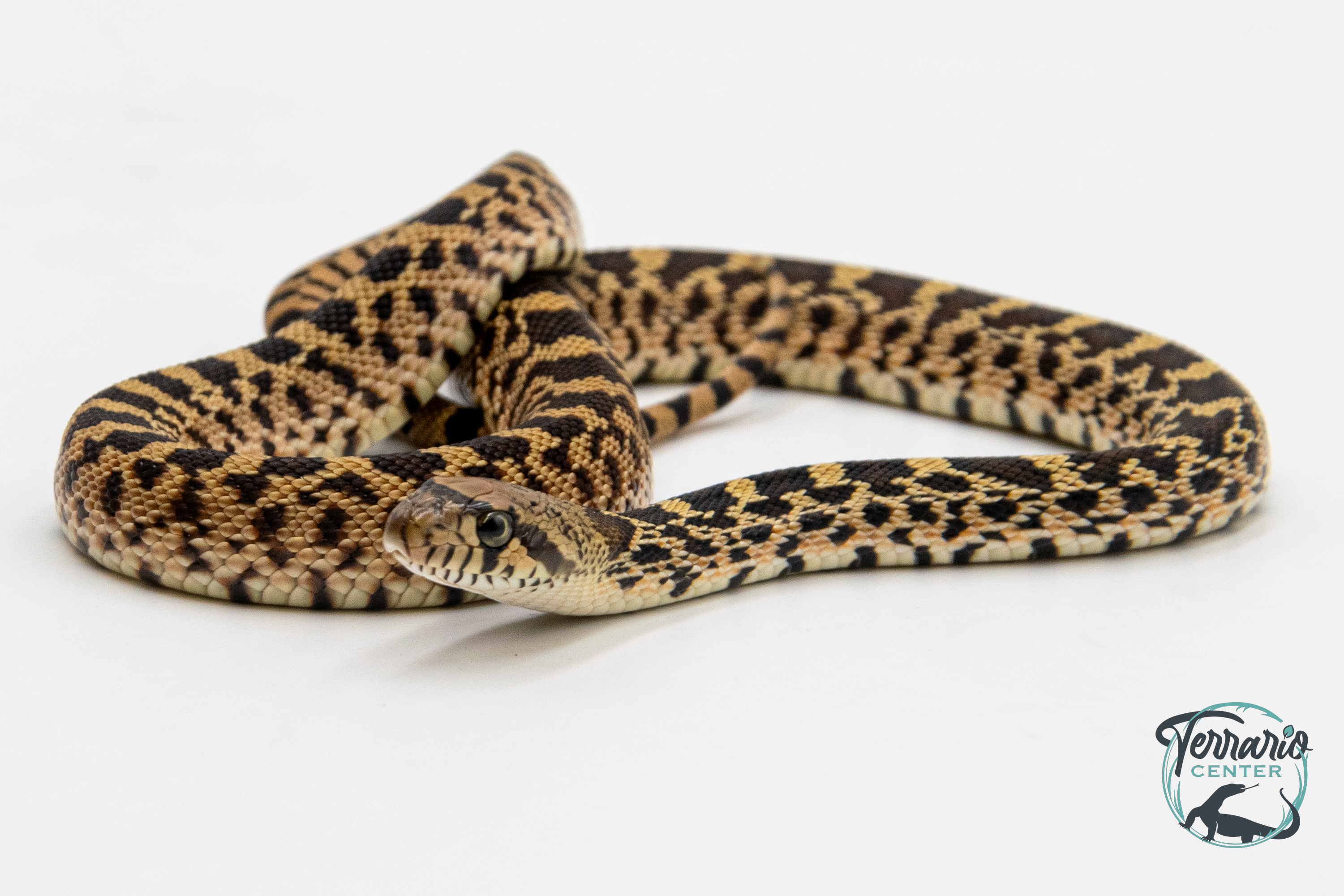 Pituophis catenifer sayi - Serpent taureau - Ghost