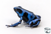 Dendrobates auratus - Dendrobate doré Blue Kalobre