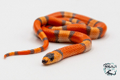 Lampropeltis triangulum hondurensis  Hypo - Serpent faux corail