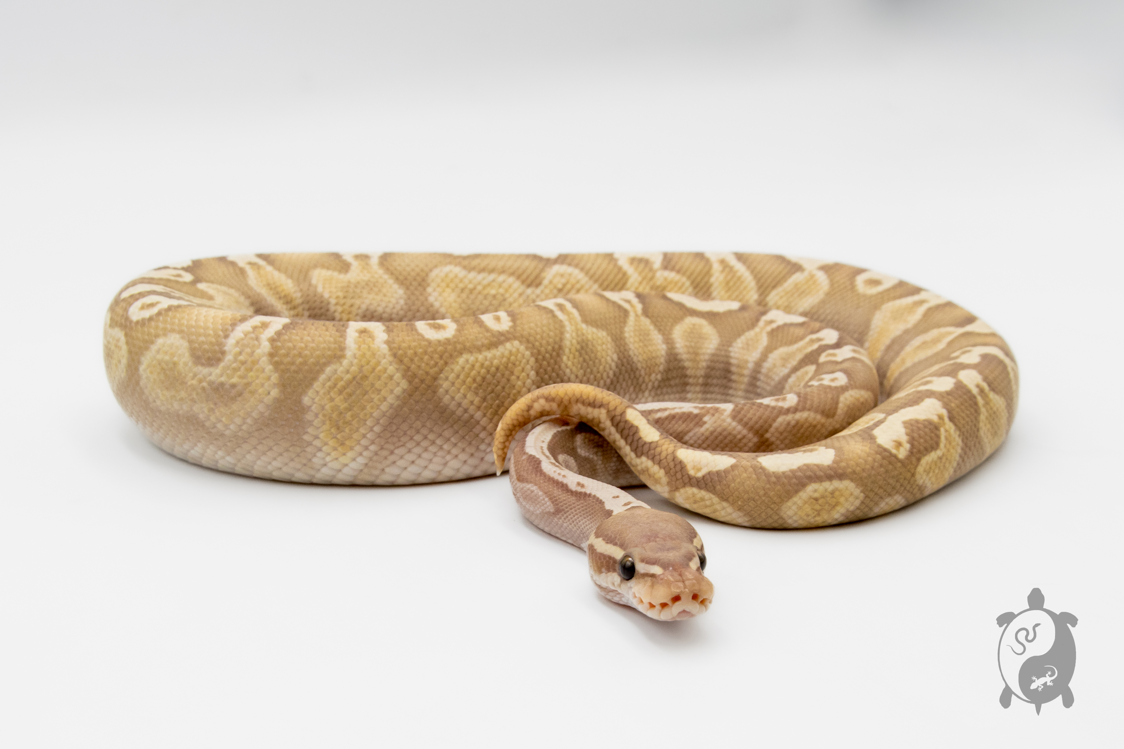 Python royal - Python regius Banana Butter GHI Ghost