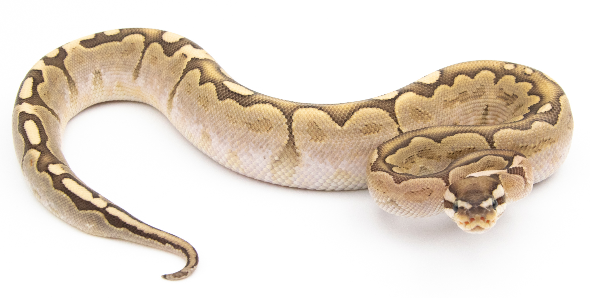 Python royal - Python regius Bamboo Enchi het Genetic Stripe
