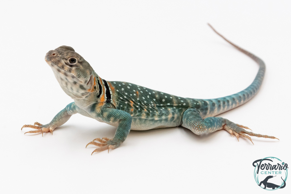 Crotaphytus collaris collaris Wichita Mountains - Lézard à collier 