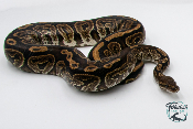 Python royal - Python regius Black Pastel - Adulte