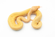 Python royal - Python regius Albinos Pinstripe