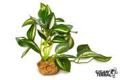 Pothos Panaché sur Pied - 10 cm