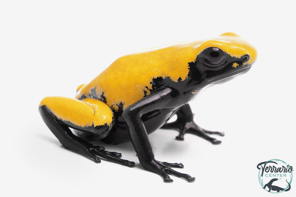Adelphobates galactonotus - Dendrobate galactonotus - Grenouille poison Yellow