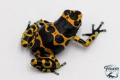 Dendrobates leucomelas - Rainette jaguar