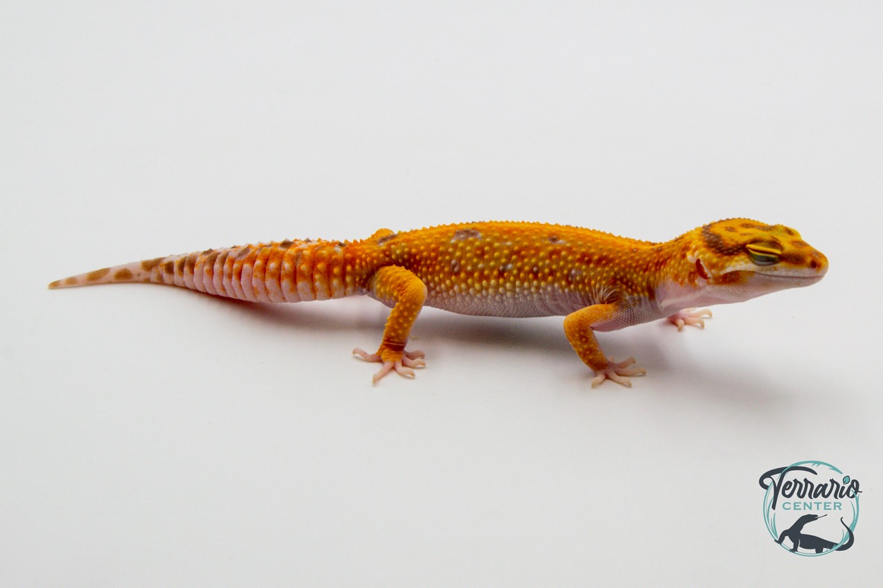 EM32 - Gecko Léopard - Eublepharis Macularius Tangerine Tremper - NC