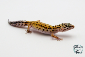 EM42 - Gecko Léopard - Eublepharis Macularius Stripe - Femelle
