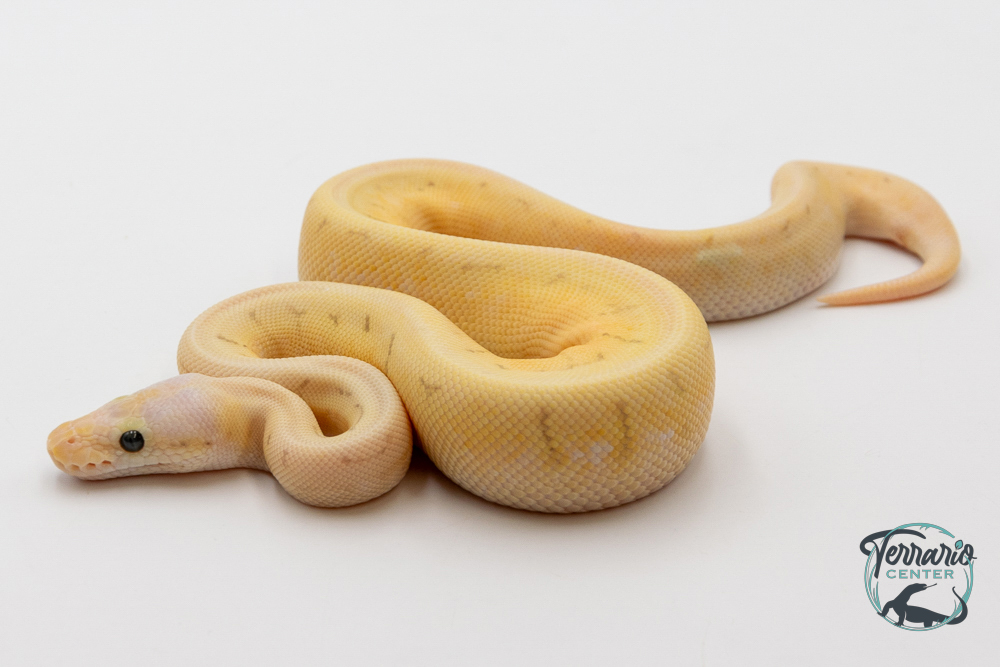 Python royal - Python regius Killer Spinner Yellow Belly